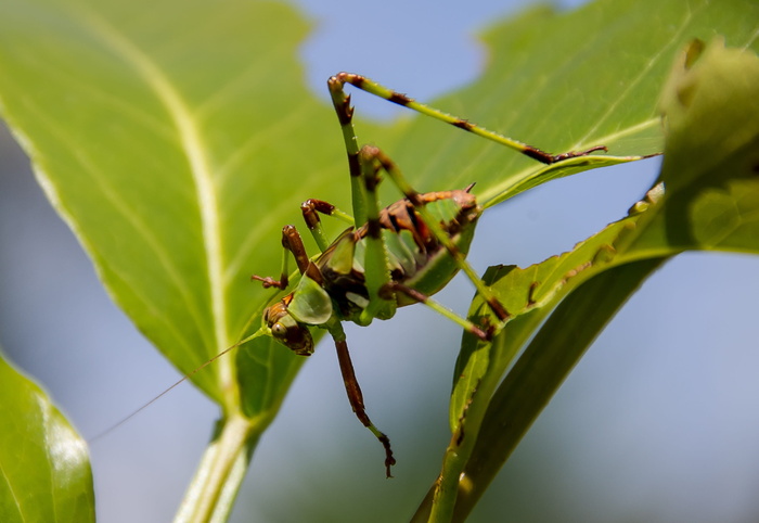 katydid若虫，蚱蜢，斑驳katydid，绿色，棕色，昆虫，腿，图案