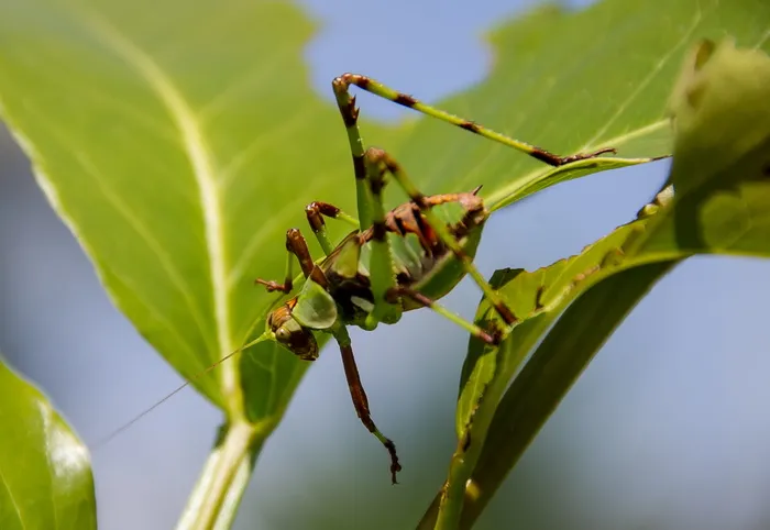 katydid若虫，蚱蜢，斑驳katydid，绿色，棕色，昆虫，腿，图案