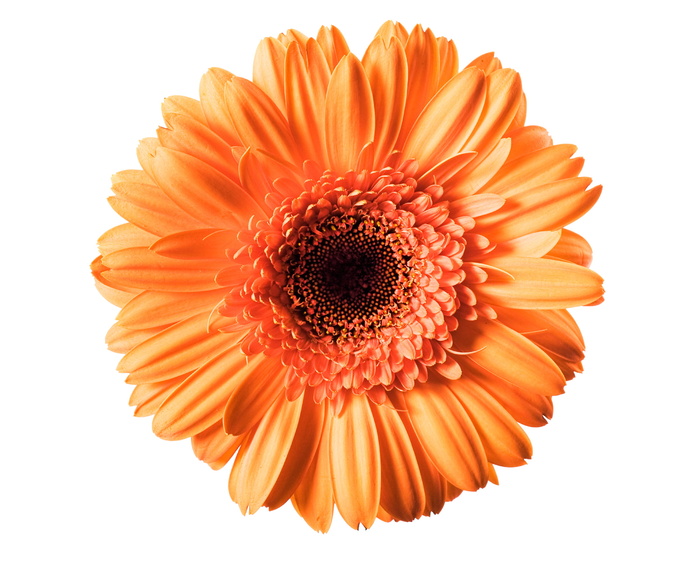 橙色，非洲菊，花朵，背景，白色，非洲菊，特写，孤立