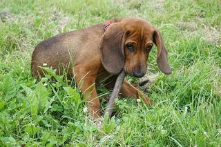 狗，猎狗，小狗，布朗，小狗，玩棍子，一只动物，宠物