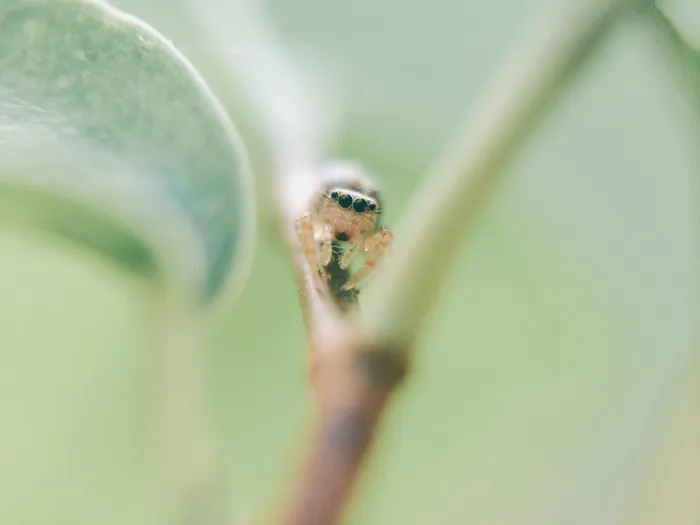 棕色蜘蛛宏快照