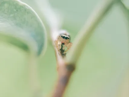 棕色蜘蛛宏快照