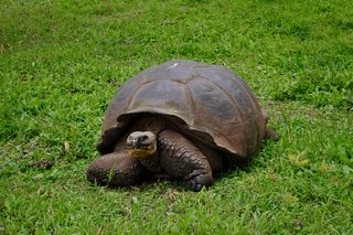 巨人、乌龟、海龟、动物、野生动物、岛屿、加拉帕戈斯、地方病