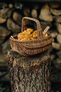 在树林里采蘑菇 在树林里采蘑菇