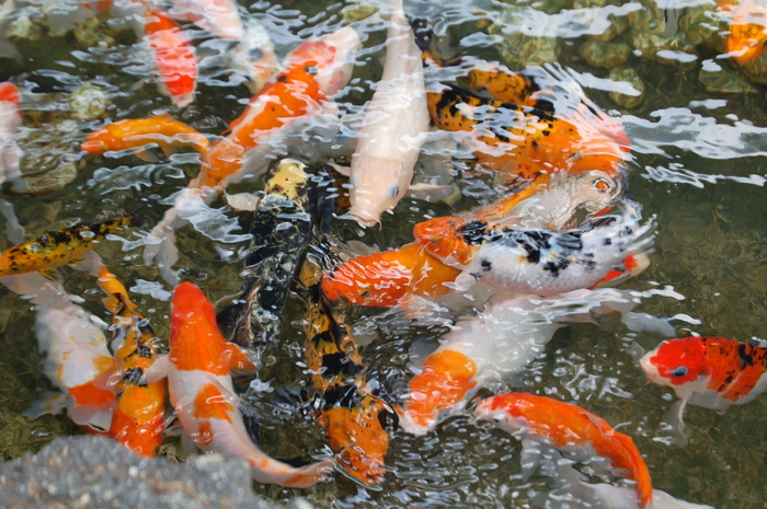 锦鲤鱼，池塘，锦鲤，鱼，水，日本，动物，多彩