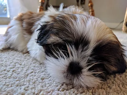 美国，蒙特维尔，小，小狗，眼睛，可爱，快乐，鼻子