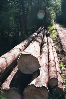 森林，木材，原木，采伐，云杉，封闭，锯开，木工