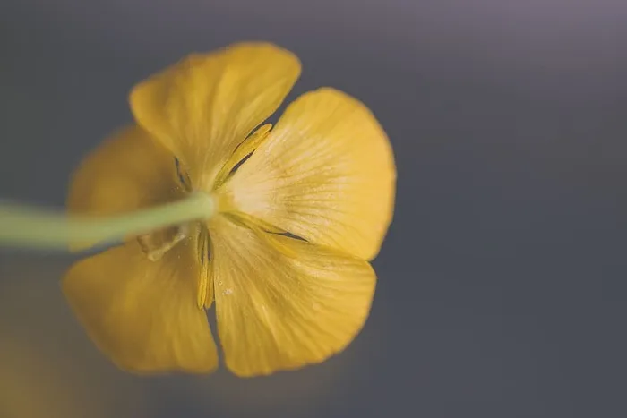 黄色毛茛花特写照片