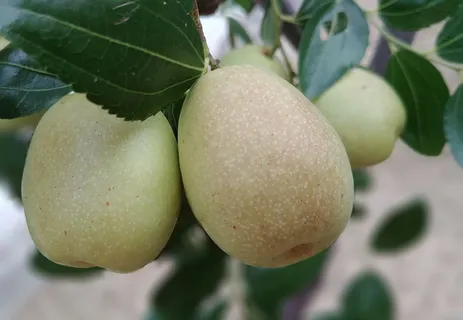 枣, 水果, 秋季, 植物, 收获, 世宗市, 韩国, 食品和饮料 枣, 水果, 秋季, 植物, 收获, 世宗市, 韩国, 食品和饮料