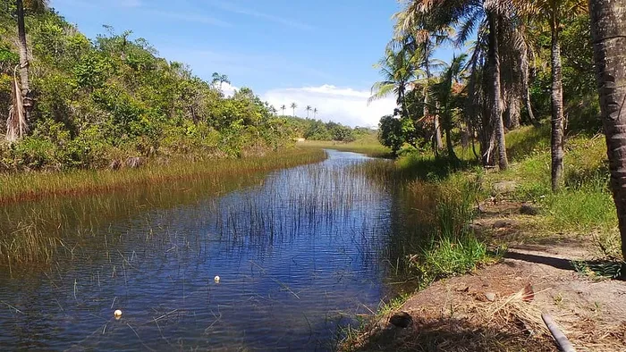 里约，淡水，宁静，水，树，植物，自然之美，风景-自然