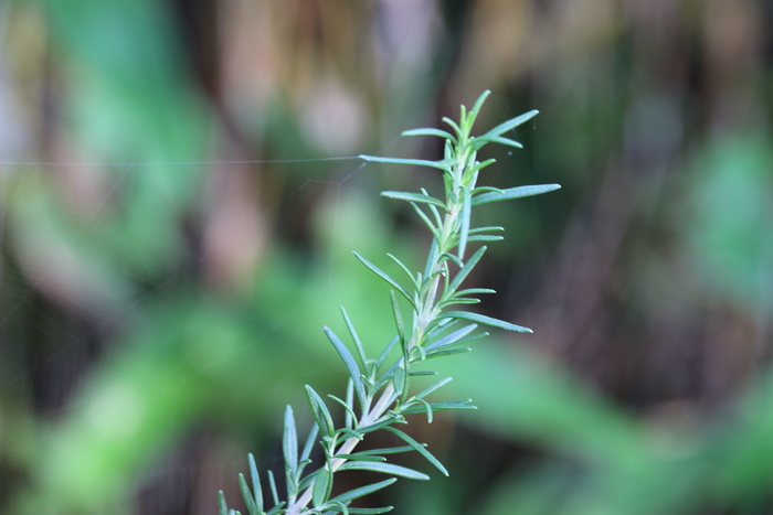 迷迭香，植物，花园，自然，生长，绿色，自然之美，关注前景