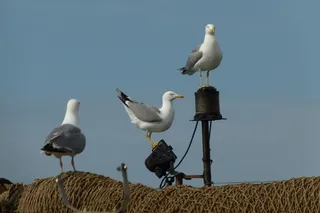 海鸥，网络，马略卡岛，港口，安德拉茨港，海洋，地中海，西班牙