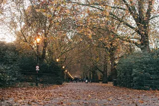 树木环绕的小路