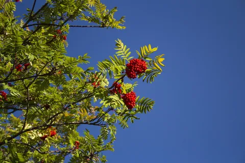 天空,不完整,自然,绿色,树,夏天,红色,植物 天空,不完整,自然,绿色,树,夏天,红色,植物