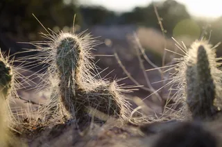 美国，死马角，沙漠，犹他州，国家公园，峡谷地带，仙人掌，刺梨
