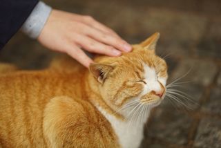 猫、快乐、手、共识、舒适、动物、哺乳动物、动物主题
