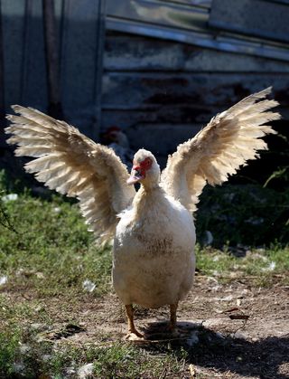 速率，翅膀，躺着，鸟，白色，鸟，动物主题，动物