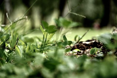 采购产品陶器，植物，花瓶，罐子，盆栽植物，花盆，药草，草药