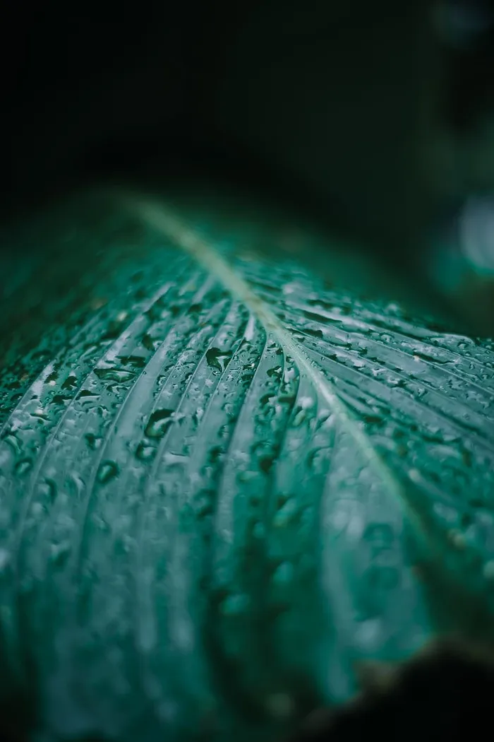 水滴的选择性聚焦照片