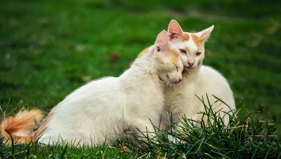 绿色、草、操场、自然、白色、猫、小猫、动物 绿色、草、操场、自然、白色、猫、小猫、动物