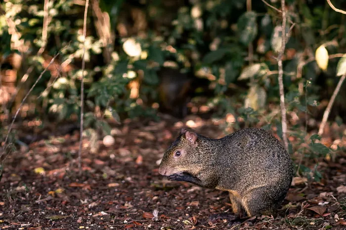 棕色老鼠在地上