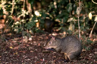棕色老鼠在地上