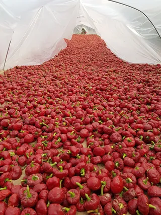 tunnel、noras、guardamar、field、nature、red、健康饮食、食品和饮料