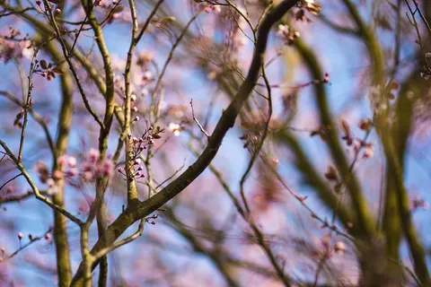 粉色的春花 粉色的春花