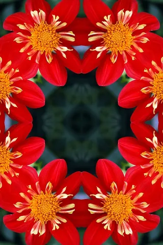 背景，花卉，花卉，红色，万花筒，大丽花，开花植物，花瓣