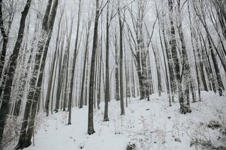 树木，填充，雪，冬天，白色，寒冷，天气，冰
