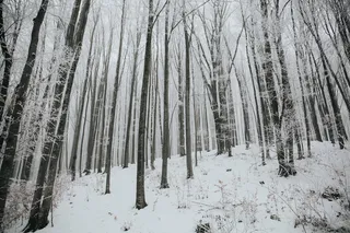树木，填充，雪，冬天，白色，寒冷，天气，冰