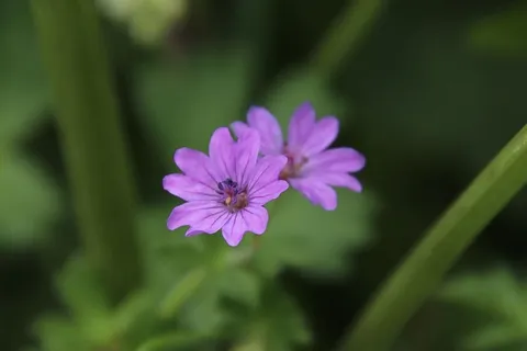 花,丁香色,自然,春天,植物,细节,神秘,奇怪 花,丁香色,自然,春天,植物,细节,神秘,奇怪