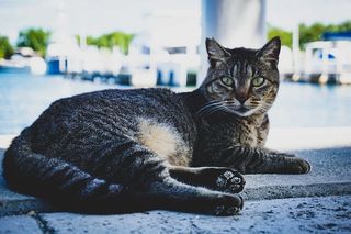 灰色涂层猫，猫，哺乳动物，动物，宠物，阿比西尼亚，曼克斯，展示