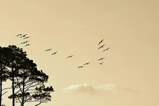 鸟，动物，飞翔，天空，日落，云朵，树木，大自然