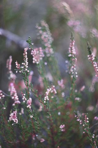 花，花，紫色，紫色，石南花，绿色，自然，细节