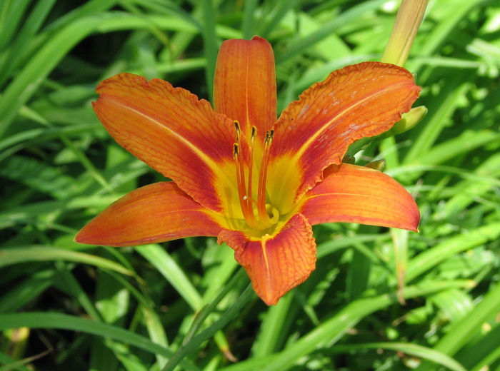 橙色，黄花菜，黄褐色，橙色黄花菜，黄褐色黄花菜，老虎黄花菜，黄褐色黄花菜，沟百合