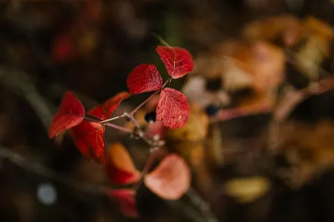 秋天在雾天向森林走去