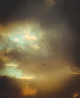 鸟类、流浪癖、探索、旅行、冒险、穆迪、加利福尼亚、山脉