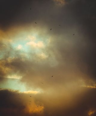 鸟类、流浪癖、探索、旅行、冒险、穆迪、加利福尼亚、山脉