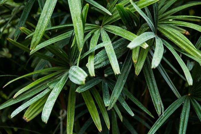 模糊，树叶，植物，树叶，特写，景深，环境，焦点