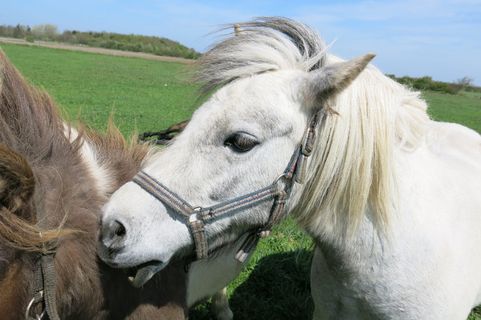 马，北海，动物，骑乘，北弗里斯兰，哺乳动物，家畜，家畜