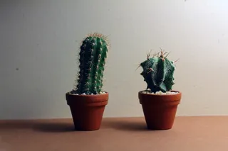 仙人掌，肉质，仙人掌，植物，绿色，室内植物，安卓墙纸，盆栽植物