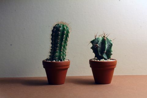 仙人掌,肉质,仙人掌,植物,绿色,室内植物,安卓墙纸,盆栽植物 仙人掌,肉质,仙人掌,植物,绿色,室内植物,安卓墙纸,盆栽植物