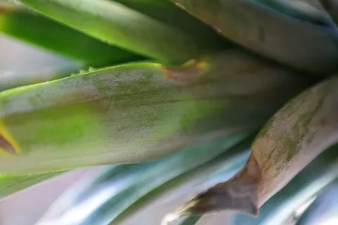 美国，金河，绿色，自然，树叶，食物，宏观，水果