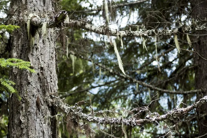森林，树木，绿色，阳光，道路，小径，旅行，自然