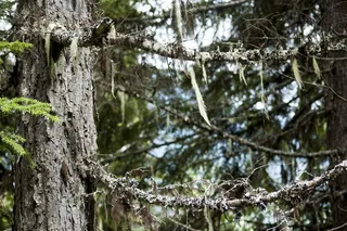 森林，树木，绿色，阳光，道路，小径，旅行，自然