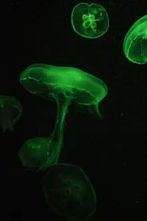 绿色水母数字壁纸 绿色水母数字壁纸