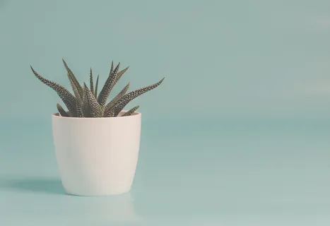 白色陶瓷壶上的青蛇植物 白色陶瓷壶上的青蛇植物