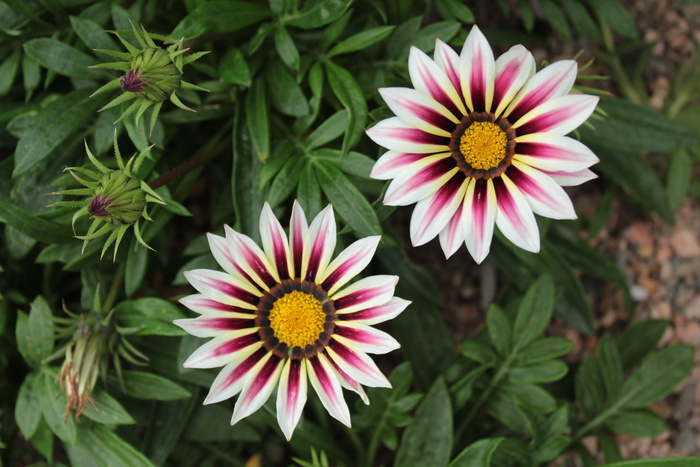 植物，花卉，白色，植物园，丹佛，礼来，莲花，开花植物