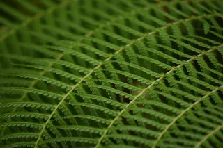 叶子、绿色、植物、蕨类、重复、背景、情绪、环境